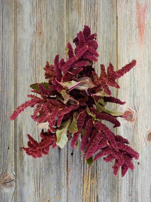 UPRIGHT RED AMARANTHUS